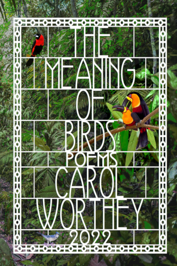 The Meaning of Birds